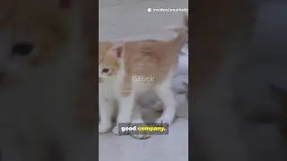 Kitten&rsquo;s 🐈 First Jump &ndash; Mom Cat&rsquo;s Funny Reaction! #cat #cute #kitten #new