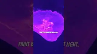 The Invisible Light That Makes Your Body Glow