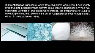 The 9:7 phenotypic ratio explained