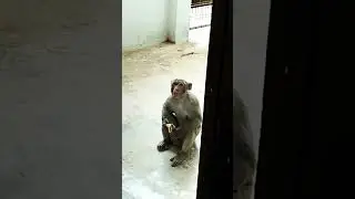 #monkey #comedy #funny #animals #funnymonkey #funnydubbing #animal #bandar #funfunnyoutube #funfunny