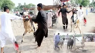 Besakhi Mela Bail Race Famous  Phar Pur ka Washaqi Mela | Bail ,Dhol, Raqs aur Maze Daar Mahol 2025