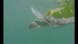 Topsy-turvy turtle no more, Bentley released back into the ocean
