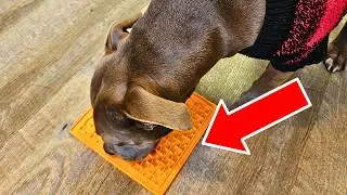Lickimat for Dogs Review (Peanut Butter Dog Anxiety Cure) Worth the Price?