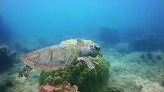 Tioman 2020