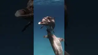 Bimini Bahamas - Swimming with dolphins GoPro 9