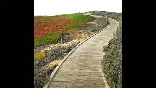 Ice Plants - Anacharis