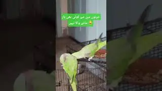merey parrot loser nae 😂#parrot #shorts #loser #afivlogs
