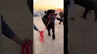 chaimpain jhota  mele entry *