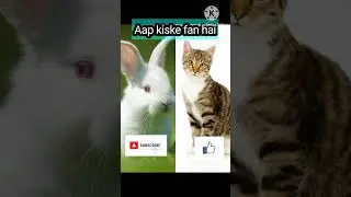 Rabbit vs cat fans #shorts #viral #rabbit #cat