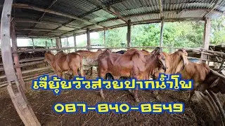 วัวบรามันสวยพร้อมโปรโมชั่นดีๆ“เจ๊ยุ้ย วัวสวยปากน้ำโพ” ( 28 สิงหาคม 2568 )