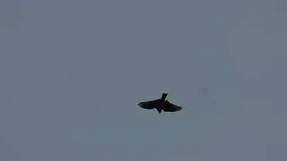 Skylark in flight Singing :)