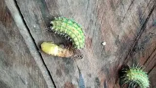 molting process of the worm,forest worm