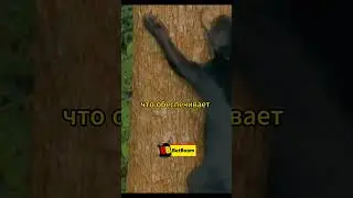 Медведь забрался на высоченное дерево #животные #звери #природа