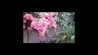 Polilla (esfinge) colibr&iacute;