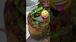 🙆🏼&zwj;♀️🫣It's A ROCK! 🪨 No! Its a LOLLIPOP! 🍭 A Sphagnum Moss LOLLIPOP 🤪 #ninjaorchids #orchids