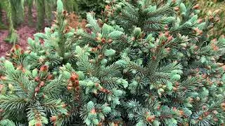 Picea engelmannii 'Jasper' Dwarf Engelmann Spruce  April 22, 2020