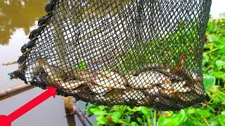 Traditional net fishing in village river, Catching Lot of small Fish using net ! River fishing
