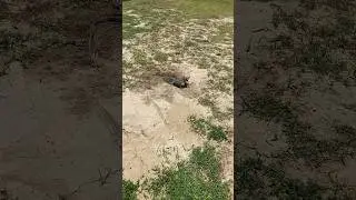 #pet #pets #petlover #friends #friend #iguana  #wildlife #wild #lizard #animals #animal #nature