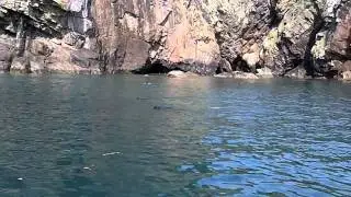 Seal watching on Venture Jet jet boat trip, Ramsey Island, St Davids