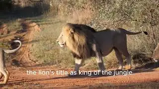 Untold Story of the King How the Lion Earn crown #natureexplained  #animalevolution #animalplanet