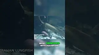 One of the Rarest Fish in the World