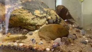 China&rsquo;s COLD-WATER Native Fish &ndash; Google&rsquo;s NEW Aquarium Tech for a NATURAL Biotope Tank!