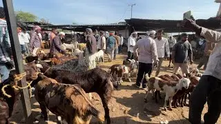 Ajmer Bakra Mandi Rajasthan | Ajmer Goat Market Latest Update 2025 | Saturday Goat Market Ajmer 
