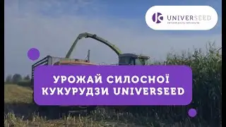 Урожай силосної кукурудзи UNIVERSEED
