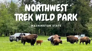 Northwest trek wildlife park/ Metro Tacoma Parks/ Washington - Travel vlog.