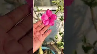 Desert Rose Adenium Swazicum Flower #desertrose #adenium #swazicum