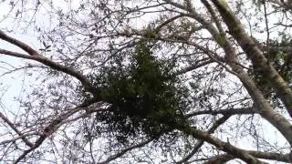 Phoradendron leucarpum American Mistletoe