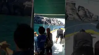 Necky.    Diving
