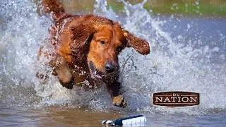 Taking Great Gun Dog Photos | DU Nation
