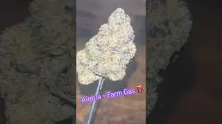 Aurora ~ Farm Gas 27% Info in description 👇