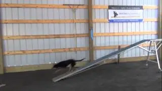 Working kelpie LuckyStar: Learning running contacts in agility