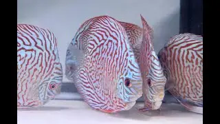 4.5-5.0