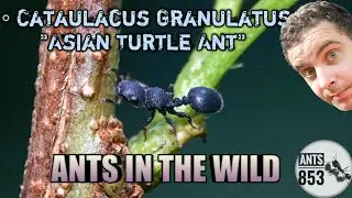 Asian Turtle Ants - Ants in the Wild