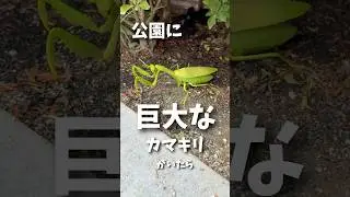 こんなのが公園にいたらマジでイヤだ😂😂 #子ども #パパ #検証  #カマキリ