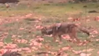 Natural Rodent Control