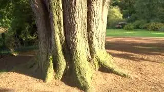 The huge & magnificent over 200 year old Cedar of Lebanon tree at Gunby Hall NT Lincolnshire England
