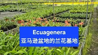 Sophie的厄瓜多尔之旅， Ecuagenera在亚马逊盆地 El Pangui 的兰花基地