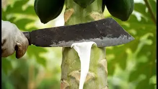 EXTREME ASMR Bamboo Tree Cutting &mdash; Satisfying Chainsaw Sounds in the Forest