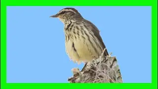 Northern Waterthrush Song! Calling! Sound!  - Reinita Charquera Canto - Parkesia Noveboracensis