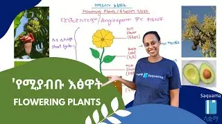 Flowering Plants/'የሚያብቡ እፅዋት