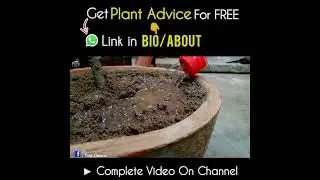 How A Compact Soil Media Results Into Leaf Curlings on Hibiscus?