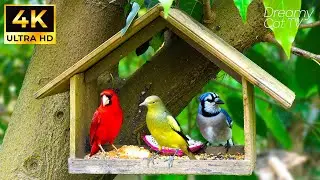Cat TV | Videos for Cats to Watch 🐾 Sunrise Bird Activity | Relaxing Nature TV for Cats Home Alone