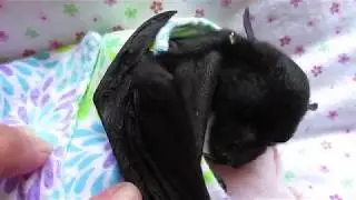 Brave Miss Amelia the orphaned flying-fox