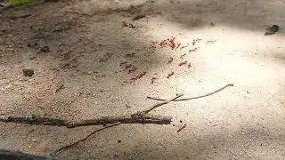 Ant Story | Hidden Message | Episode 8 | Ants Meeting