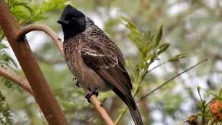 Dark-Capped Bulbul (Pycnonotus tricolor) - Okhla Bird Sanctuary Delhi (INDIA)