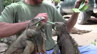 Iguana Farm
